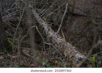 A peaceful forest scene with moss-covered cut fallen tree trunk and a blanket of fallen leaves. - Powered by Shutterstock