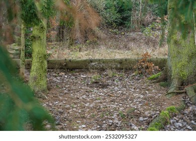 A peaceful forest scene with moss-covered fallen tree trunk and a blanket of fallen leaves. - Powered by Shutterstock