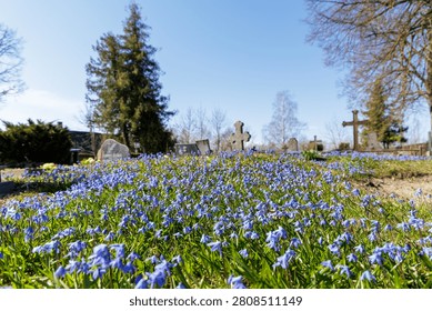 A peaceful graveyard setting filled with small blue flowers blooming among old stone monuments and trees in springtime.