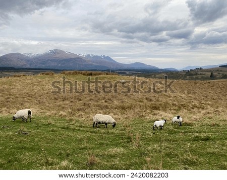 Peaceful Grazing: Sheep Amidst the Majestic Mountains