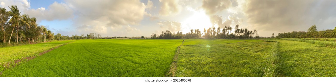 Peaceful Green ricefield in Quy Nhon - Vietnam