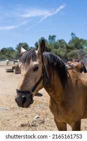 Peaceful Horse In The Farm. (Fuente Del Fresno, Spain)