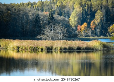 A peaceful lake scene with autumn trees and golden reeds reflecting in calm water, framed by a vibrant forest backdrop. - Powered by Shutterstock