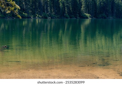 A peaceful lakeside scene framed by two trees, with still water reflecting greenery. A duck floats in the distance, creating a serene, nature-filled atmosphere perfect for relaxation and solitude. - Powered by Shutterstock