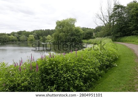 A peaceful lakeside walking path lined with purple wildflowers at Moses Gate Country Park in Bolton, England. Calm water, mature trees and lush summer greenery create a tranquil natural landscape ideal for walking, recreation and relaxation.