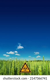 Peaceful Landscape With Blue Sky And Yellow Wheat Field Marked With A Sign Of Nuclear War Radiation Threat With Copy Space Background. Concept War In Ukraine, Potential Nuclear World War