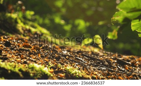 Peaceful Landscape of Forest Litter Foliage and Moss at Sunset Slow Motion