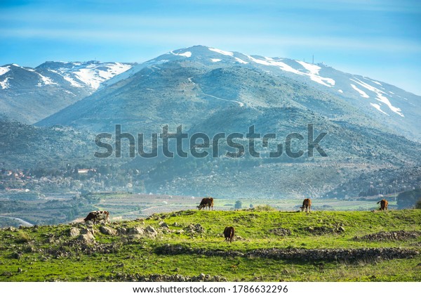 Peaceful landscape of Golan Heights: view of\
snow-capped Mount Hermon on a border with Syria and Lebanon -\
Israel\'s only ski resort, with brown cows grazing in a green\
pasture; Northern\
Israel