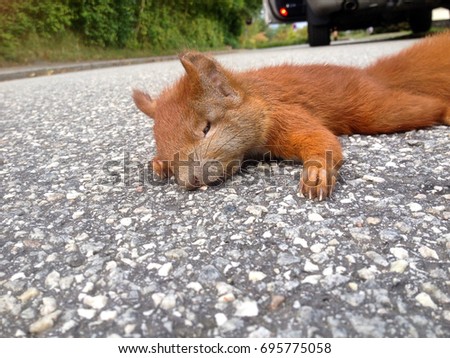 peaceful looking common red squirrel lying on a road, just been killed by a car that is parked in the background with an open door