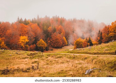 A peaceful meadow set against a backdrop of vibrant autumn trees. The golden grass and scattered rocks on the ground contrast beautifully with the orange and red foliage. A misty, overcast sky adds a  - Powered by Shutterstock