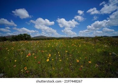 Peaceful Meadow With Wildflowers And Blue Sky With Clouds