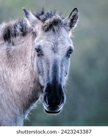 A Peaceful Moment with a Wild Horse: A Close-Up Portrait
The Beauty of Nature: A Detailed Shot of a Grey Horse in the Wild
Wild and Free: A Stunning Close-Up of a Horse’s Face in Natural Habitat