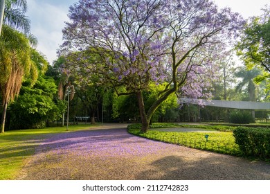 Peaceful Morning In Ibirapuera Park