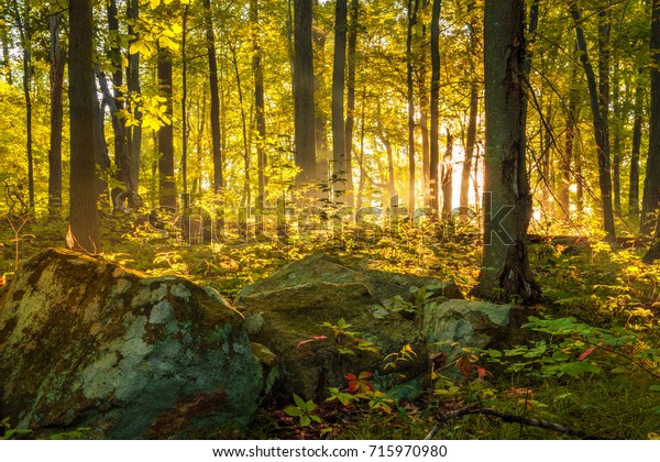 Peaceful Morning Scene Forest Sun Rays Stock Photo Edit Now