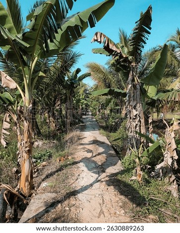 A peaceful narrow path surrounded by tropical banana and coconut trees under a bright blue sky – a serene escape into rural paradise.

#TropicalPath #BananaTrees #CoconutTrees #CountrysideRoad #RuralL