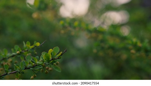 Peaceful nature background with fresh green leafs on branch in sunset beams. Late evening in forest with charming tree greens swaying on wind. Meditative tranquil nature background. Spring season