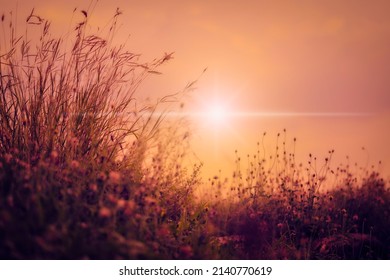 Peaceful Nature Morning Scenery Mist. Twilight Countryside Morning Spring. Flower Field, Meadow Flowers In Soft Warm Light. Autumn Landscape Blurry Nature Background.