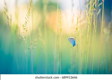 Peaceful Nature Summer Meadow Bright Flowers In Green Grass Background. 