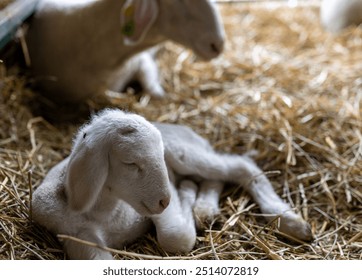 Peaceful newborn lamb laying on cozy hay in barn beside her mother sheep - Powered by Shutterstock