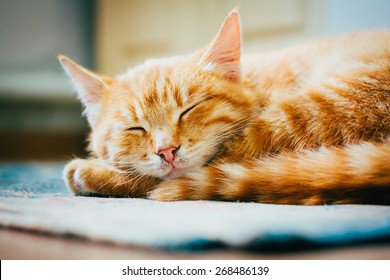 Orange Tabby Cat Images Stock Photos Vectors Shutterstock