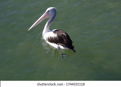 Peaceful Paddling Pelican At Pumicestone Passage