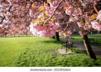 Peaceful park scene in spring with close-up pink cherry blossoms in full bloom. The soft petals and vibrant green grass create a tranquil, serene setting, symbolizing renewal and the beauty of nature. - Powered by Shutterstock