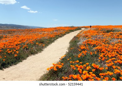 A Peaceful Path Through A Field Of Wild California Poppies.