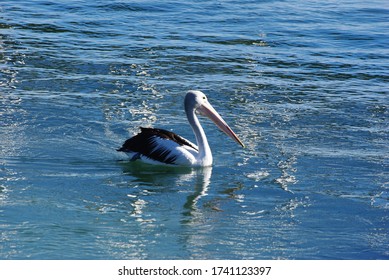 Peaceful Pelican Paddling  Pumicestone Passage