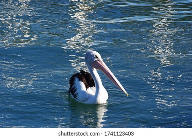 Peaceful Pelican Paddling  Pumicestone Passage