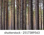 A peaceful pine forest with tall, straight tree trunks, perfect for nature lovers and forest photography. Pinus woodland. Southern Finland, Kymenlaakso, Hamina. Selective focus