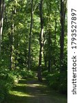 The peaceful quiet forest path at the park in Obihiro Japan