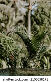 Peaceful And Relaxing Scene Settings Captured In The Luxury Jungle Resort In Bali. Overlooking Lush Tropical Landscapes, Palm Trees And Greenery