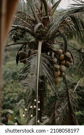 Peaceful And Relaxing Scene Settings Captured In The Luxury Jungle Resort In Bali. Overlooking Lush Tropical Landscapes, Palm Trees And Greenery