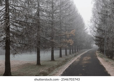 A peaceful road winds through a frosty landscape with tall, bare trees lining both sides. The ground is covered in a light frost, creating a serene winter atmosphere. - Powered by Shutterstock