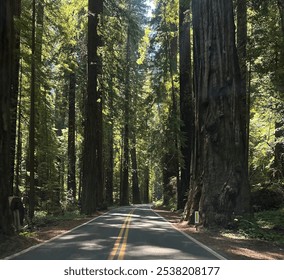 A peaceful road winds through a towering redwood forest in California, with sunlight filtering through the dense green canopy. This scene captures the majestic beauty and tranquility of the redwoods - Powered by Shutterstock