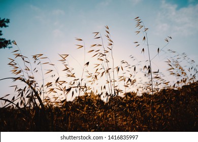 Peaceful Rural Landscape Closeup Shows Sunrise Behind Native Texas Plants.