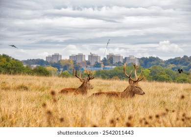 A peaceful rural scene featuring a herd of deer and a flock of birds gathering on a patch of dry grass amidst a tall grass field - Powered by Shutterstock