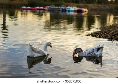 El Dorado Park Long Beach High Res Stock Images Shutterstock