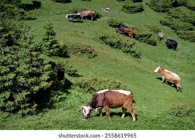 A peaceful scene of cows grazing on a lush green hillside under the bright sun, surrounded by nature. The image captures the tranquility of a pastoral mountain environment.
 - Powered by Shutterstock