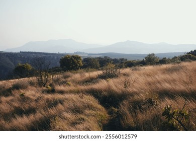 A peaceful scene featuring golden grasslands swaying in the breeze, scattered trees, and rolling hills fading into the misty blue horizon. The landscape exudes tranquility and natural beauty. - Powered by Shutterstock