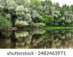 A peaceful scene of green trees and bushes by a calm river on a sunny day. Blue sky and clouds reflect in the dark green water, creating a serene and tranquil atmosphere.