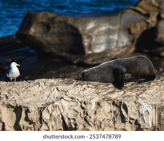 A peaceful scene in New Zealand featuring a fur seal resting on a rocky beach beside a seagull - Powered by Shutterstock