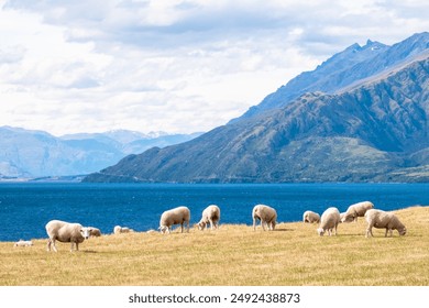 A peaceful scene of sheep grazing by the lakeside with mountains in the background. The clear blue lake and green mountains create a beautiful natural setting, ideal for rural and pastoral themes. - Powered by Shutterstock