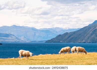 A peaceful scene of sheep grazing by the lakeside with mountains in the background. The clear blue lake and green mountains create a beautiful natural setting, ideal for rural and pastoral themes. - Powered by Shutterstock