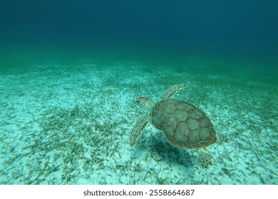 Peaceful Sea Turtle Swimming Beneath Turquoise Waves. The calm Caribbean waters and soft sandy seabed create a serene setting, making this photo ideal for marine conservation and nature-themed visuals - Powered by Shutterstock