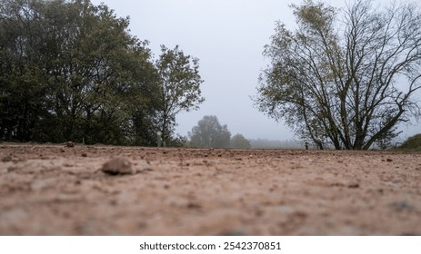 A peaceful and serene, foggy landscape that features textured soil and trees gently fading away into the mist - Powered by Shutterstock