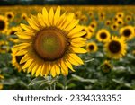 A peaceful and serene scene of a large bright yellow sunflower against a blurred field of sunflowers.