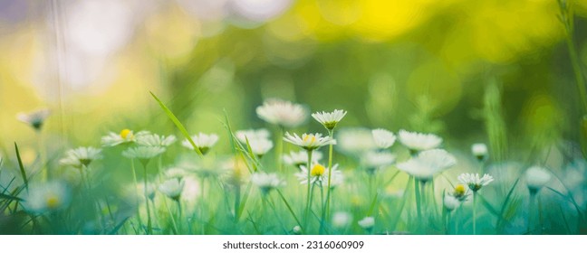 Peaceful soft focus daisy meadow landscape. Beautiful grass, sunny fresh green blue foliage. Tranquil spring summer nature closeup. Blurred forest field background. Idyllic bright nature happy flowers - Shutterstock ID 2316060909