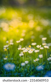 Peaceful soft focus daisy meadow landscape. Beautiful grass, sunny fresh green blue foliage. Tranquil spring summer nature closeup. Blurred forest field background. Idyllic bright nature happy flowers