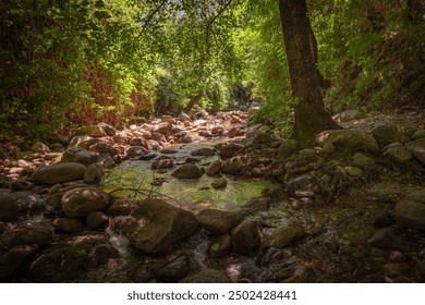 A peaceful stream meanders through a lush, shaded forest in Hervas, Caceres. The sunlight filters through dense foliage, casting dappled shadows on the rocks and water, creating a serene retreat. - Powered by Shutterstock